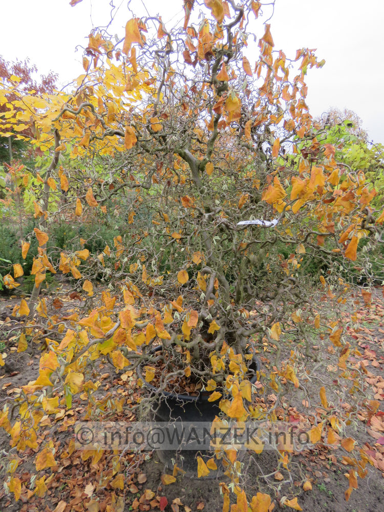 Corylus avellana Contorta 2m.JPG